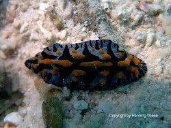 Fryeria picta Fryeria picta