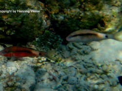 Parupeneus macronemus; Malediven; Vilamendhoo Parupeneus macronemus; Malediven; Vilamendhoo