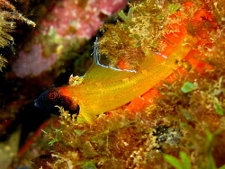 Tripterygion delaisi; copyright by Beat Niggli Tripterygion delaisi; copyright by Beat Niggli