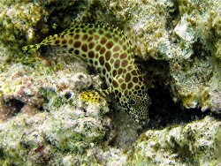 Epinephelus merra - Honigwaben-Zackenbarsch - Malediven - Thudufushi - Hausriff Epinephelus merra - Honigwaben-Zackenbarsch - Malediven - Thudufushi - Hausriff
