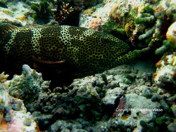 Epinephelus polyphekadion; Malediven; Vilamendhoo Epinephelus polyphekadion; Malediven; Vilamendhoo