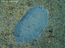 Pardachirus marmoratus; Rotes Meer Pardachirus marmoratus; Rotes Meer