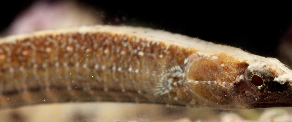 Festucalex scalaris thumbnail