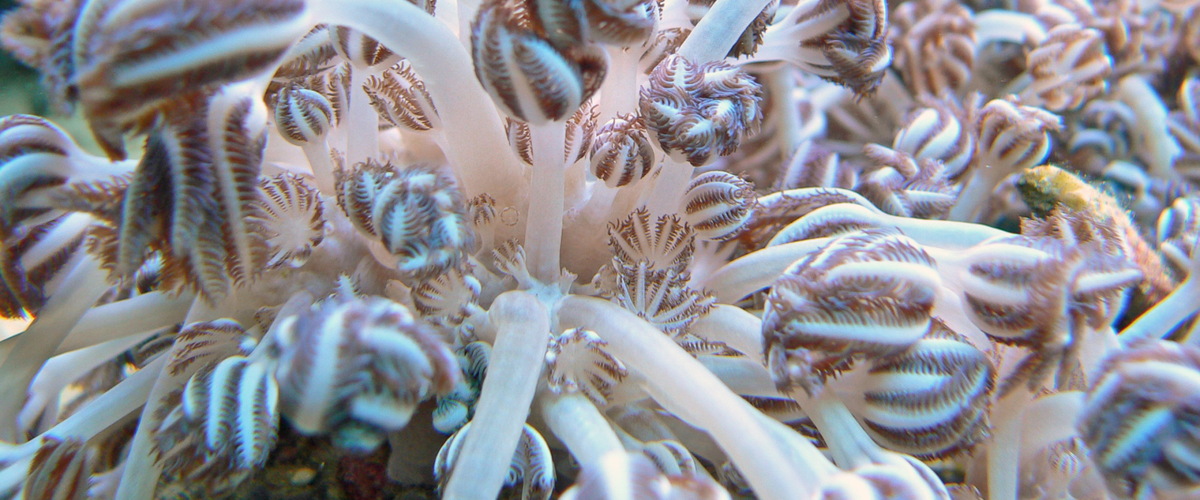 Sansibia sp. 01 thumbnail