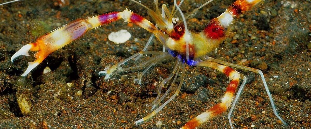 Stenopus hispidus thumbnail