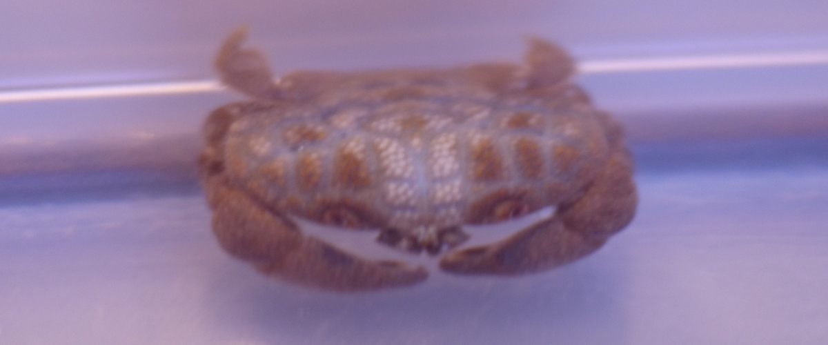 Actaeodes hirsutissimus thumbnail