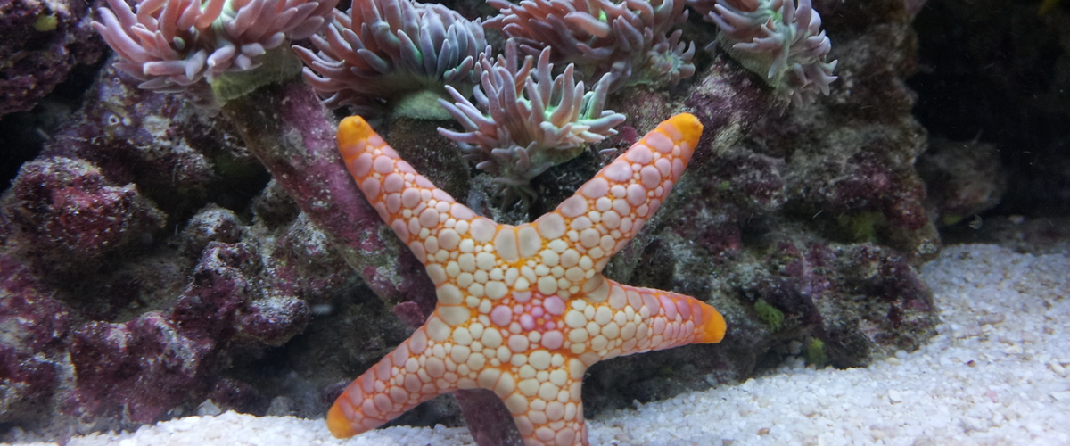 Fromia sp.03 thumbnail