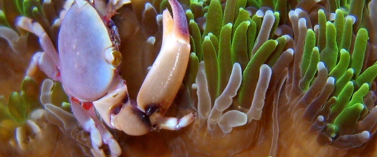 Tetralia cavimana thumbnail