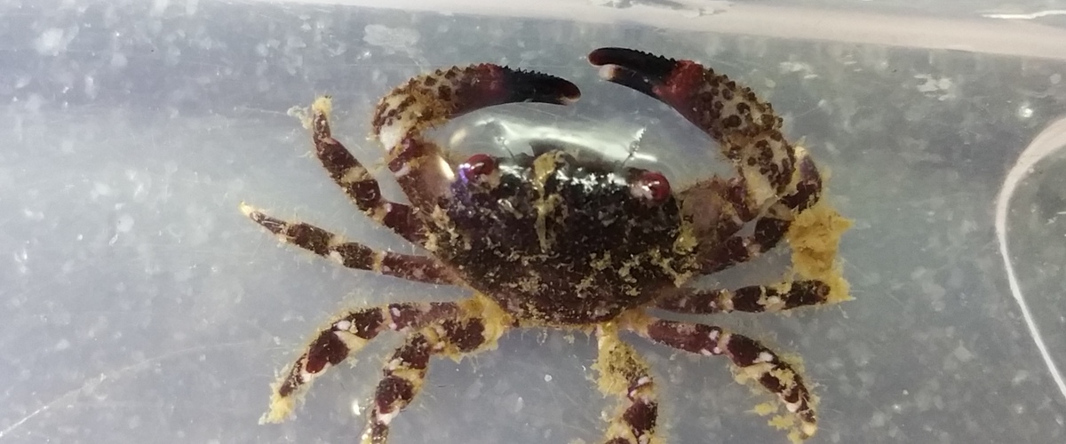 Cyclodius ungulatus thumbnail