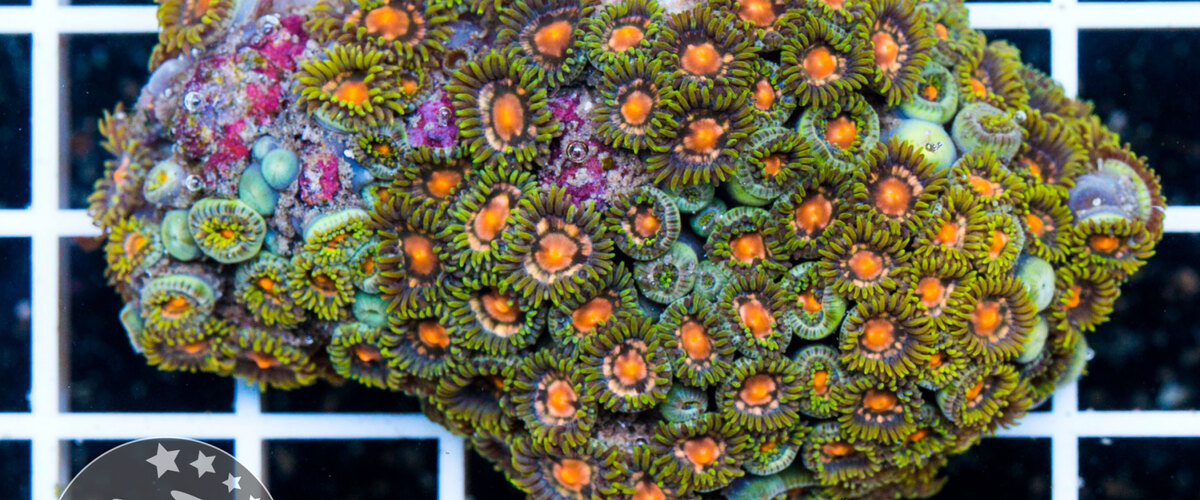 Zoanthus-sp. 42 thumbnail