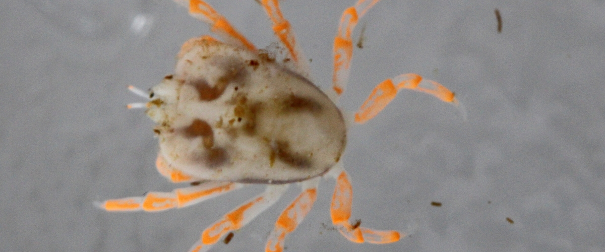 Lithoscaptus aquarius thumbnail