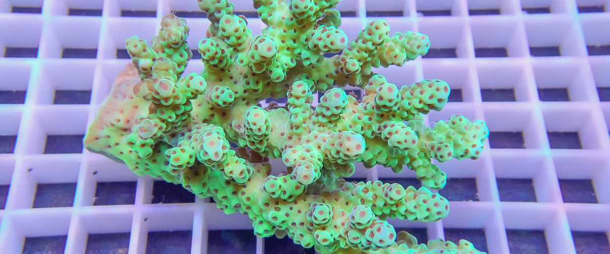Acropora sarmentosa thumbnail