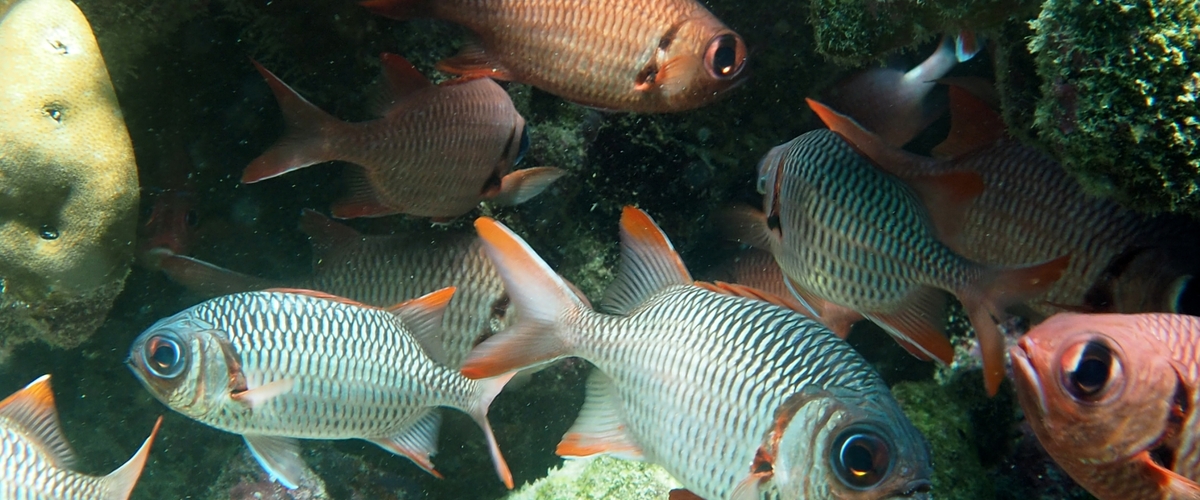 Myripristis violacea thumbnail