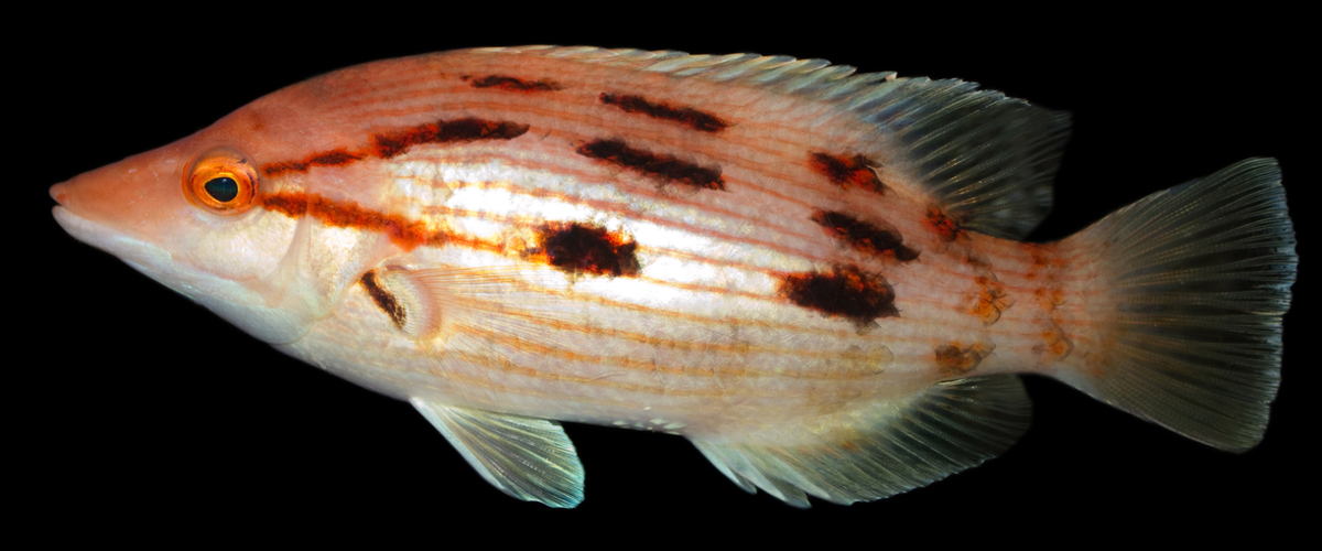 Bodianus unimaculatus thumbnail