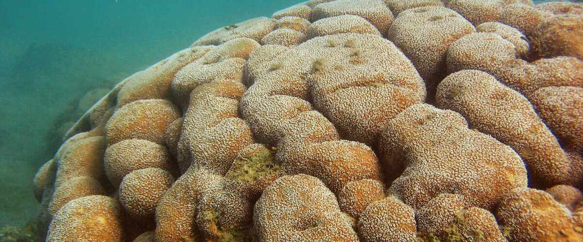 Pavona gigantea thumbnail