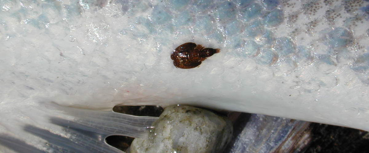 Lepeophtheirus salmonis salmonis thumbnail