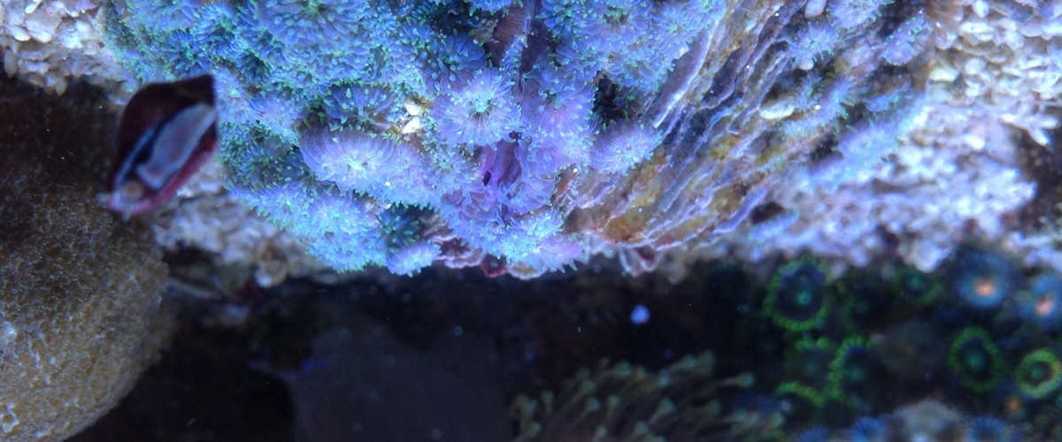 Anthocauli thumbnail