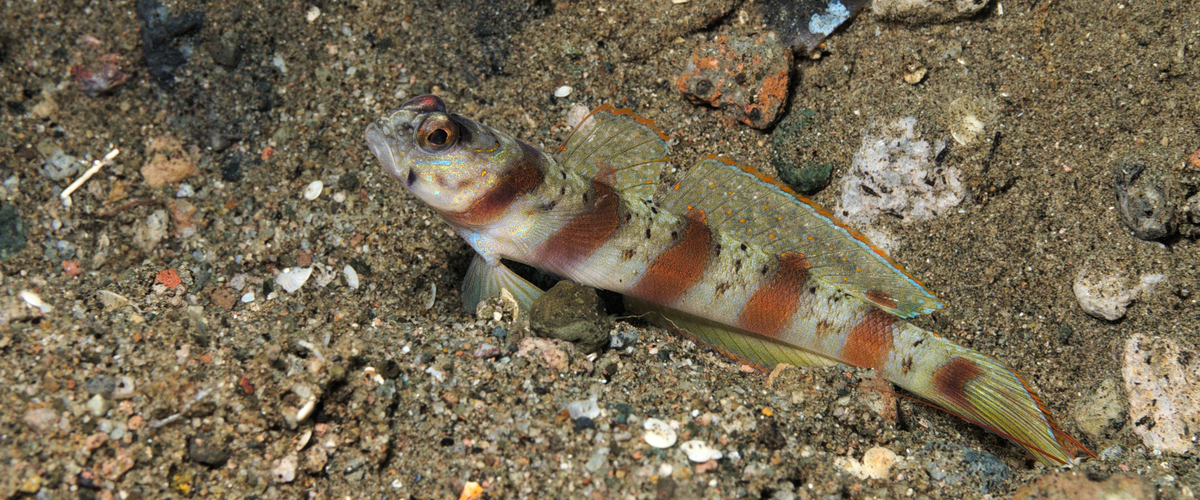 Amblyeleotris rubrimarginata thumbnail