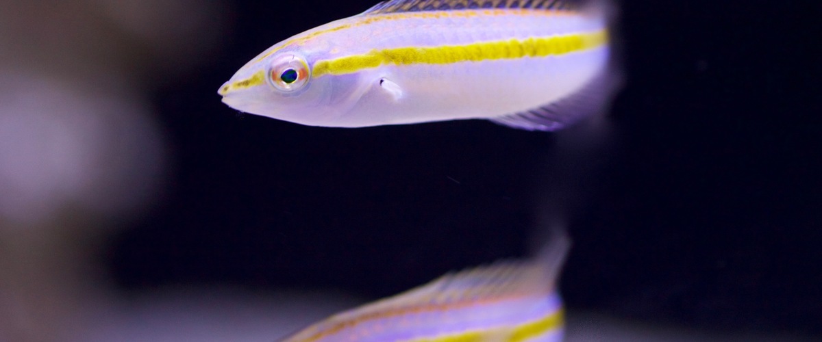 Halichoeres pelicieri thumbnail