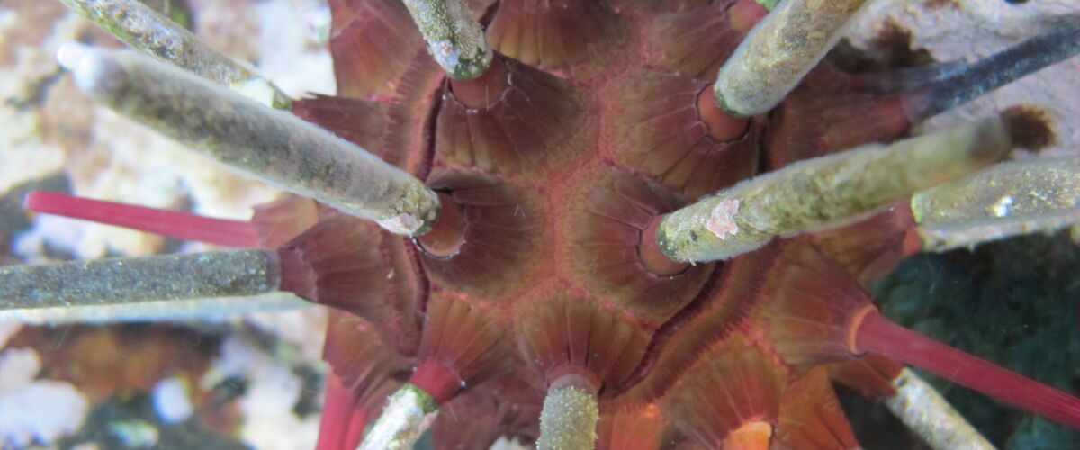 Phyllacanthus parvispinus thumbnail