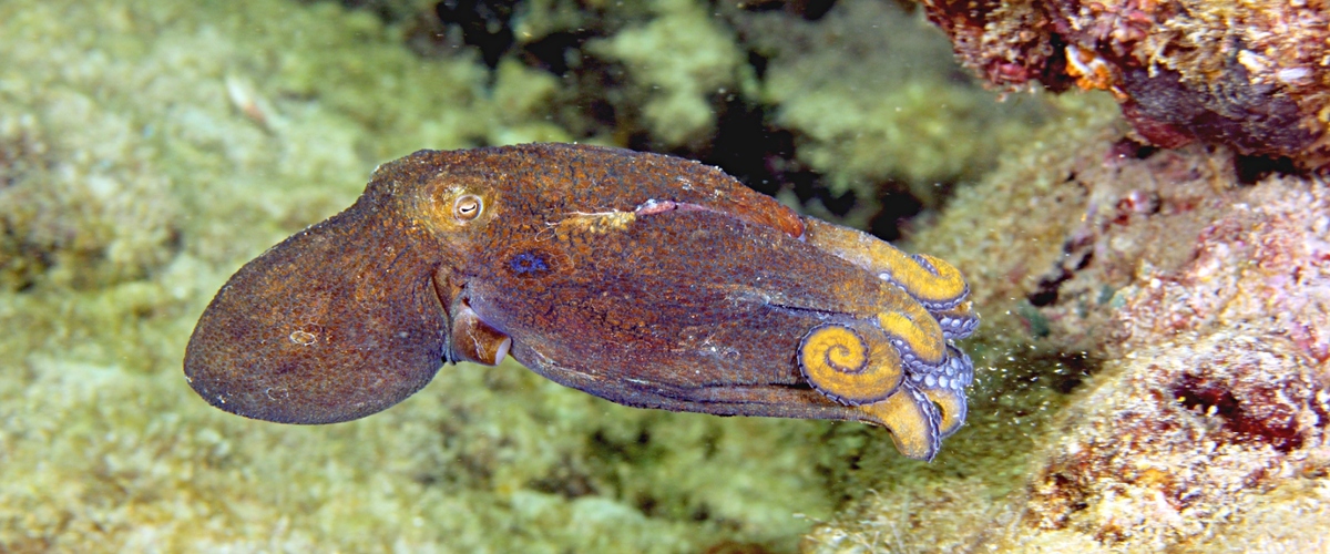Octopus hummelincki thumbnail