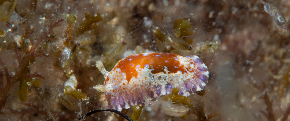 Chromodoris alternata thumbnail