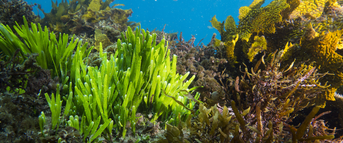 Caulerpa filiformis thumbnail