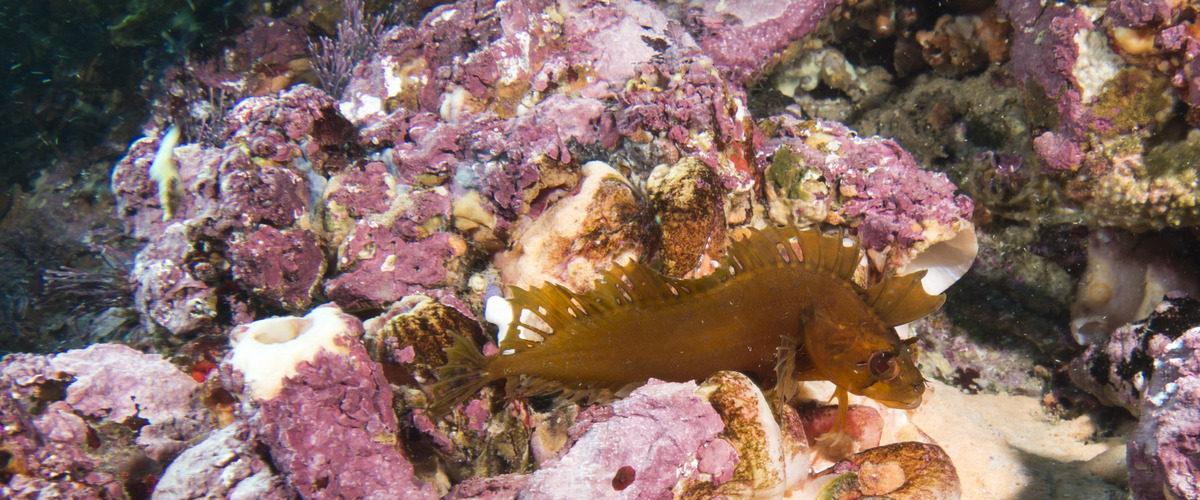 Cristiceps australis thumbnail