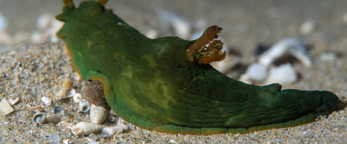 Tambja dracomus thumbnail