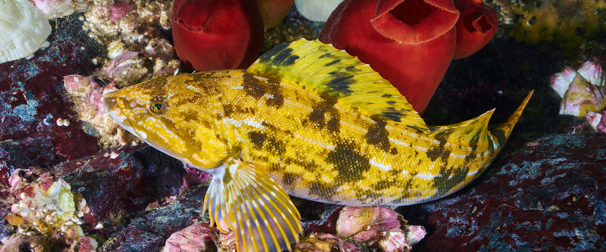Hexagrammos otakii thumbnail