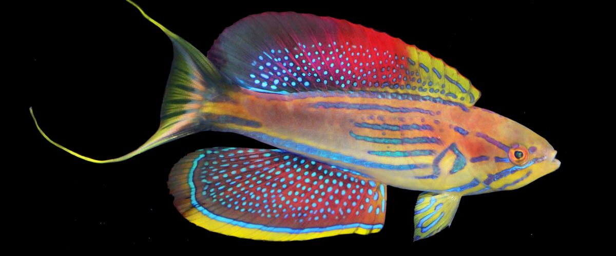 Paracheilinus hemitaeniatus thumbnail
