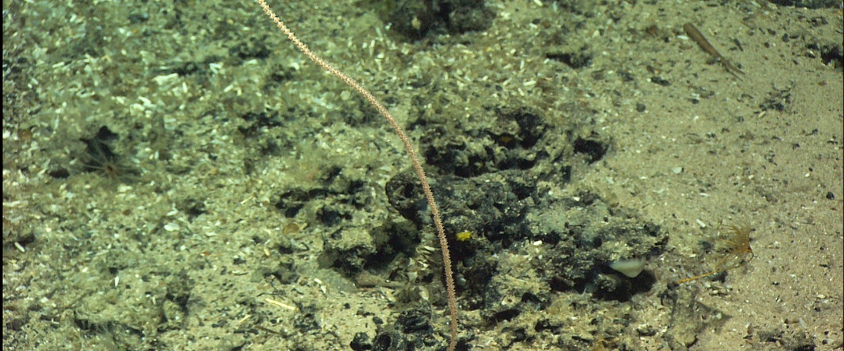 Calyptrophora clinata thumbnail