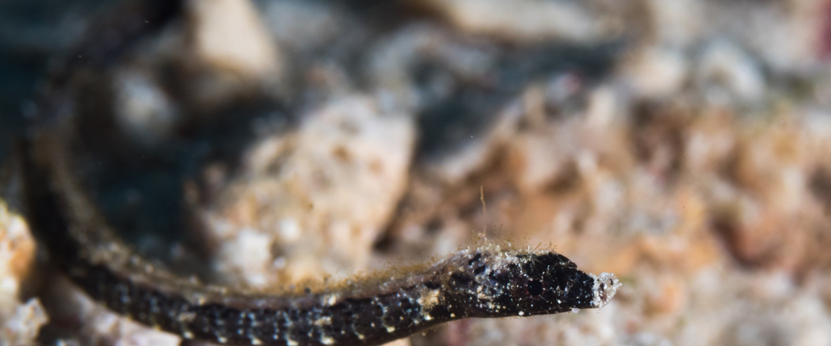 Micrognathus pygmaeus thumbnail