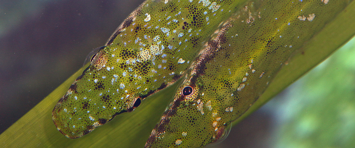 Cochleoceps spatula thumbnail