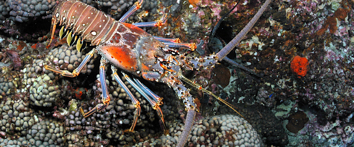 Panulirus argus thumbnail