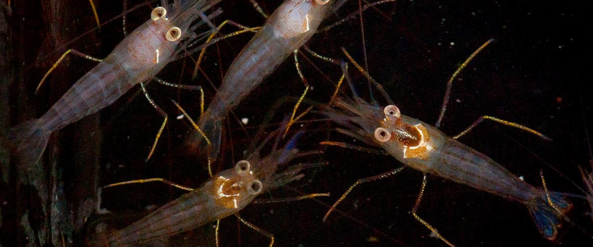 Lysmata jundalini thumbnail