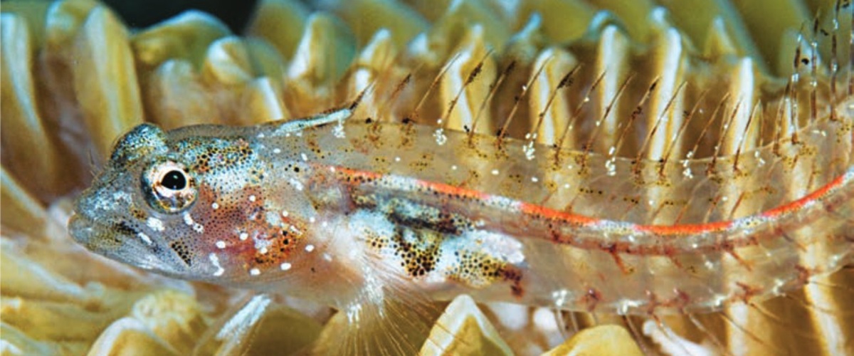 Emblemariopsis bottomei thumbnail