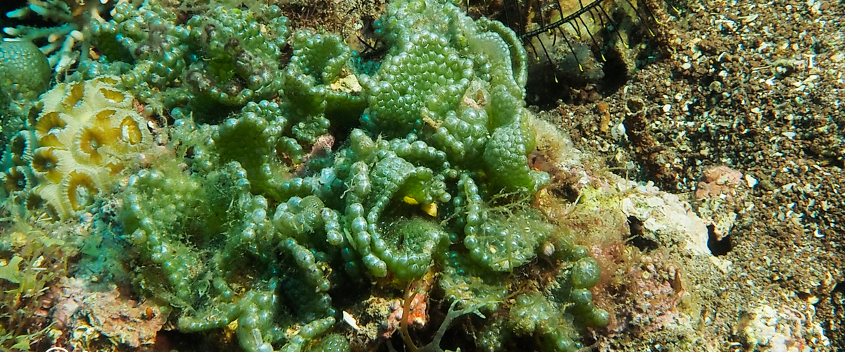 Dictyosphaeria cavernosa thumbnail