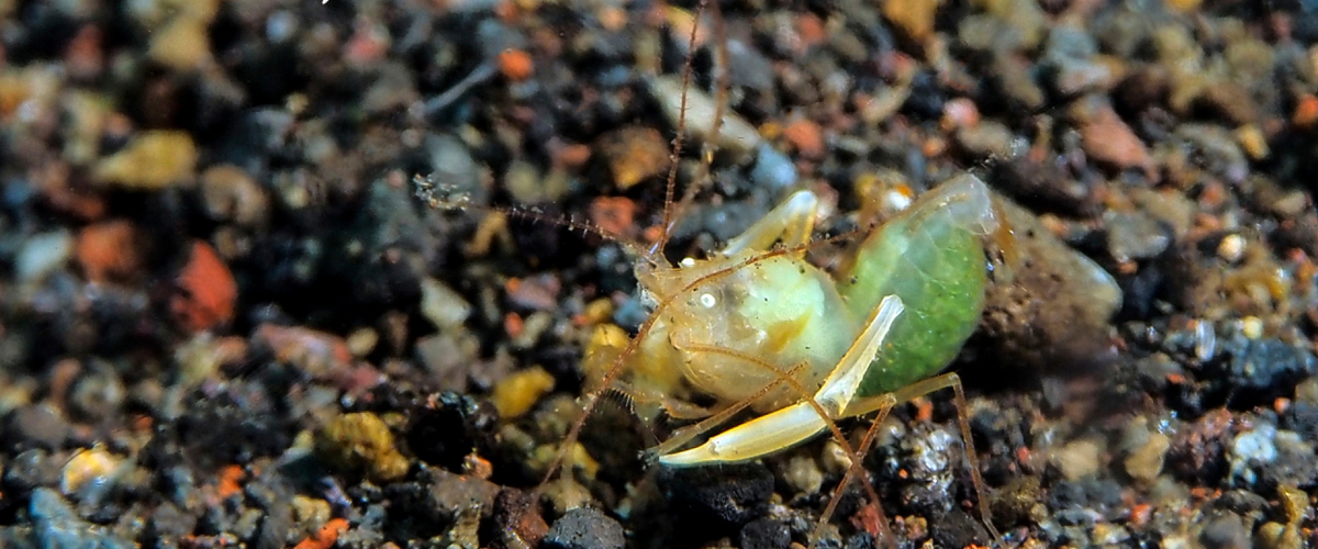 Microprosthema sp.01 thumbnail