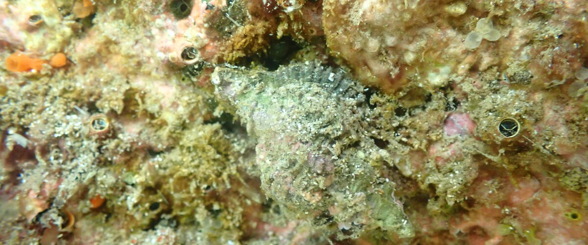 Murexsul octogonus thumbnail