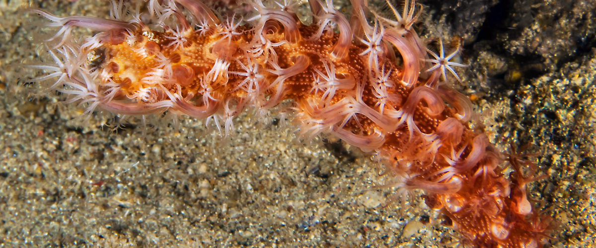Veretillum sp.01 thumbnail