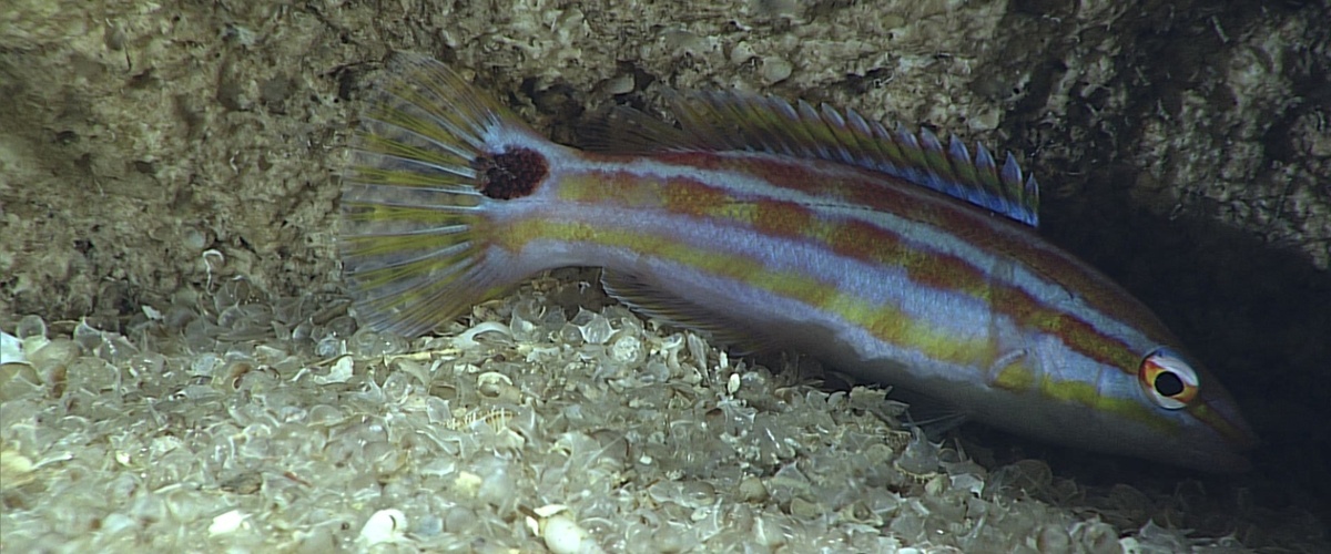 Polylepion russelli thumbnail