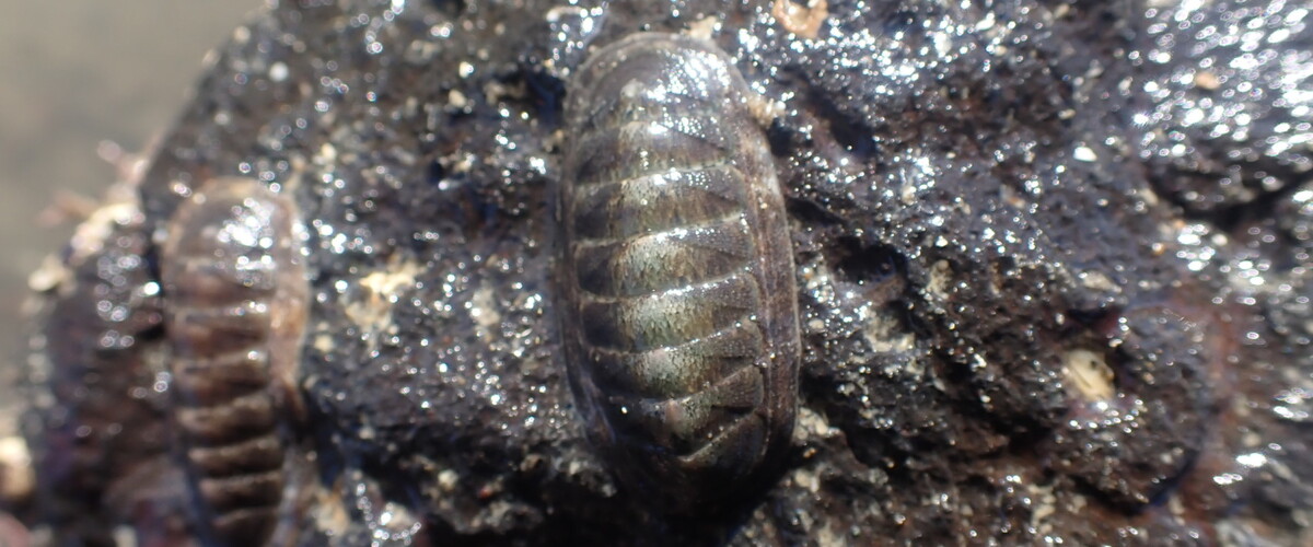 Ischnochiton maorianus thumbnail