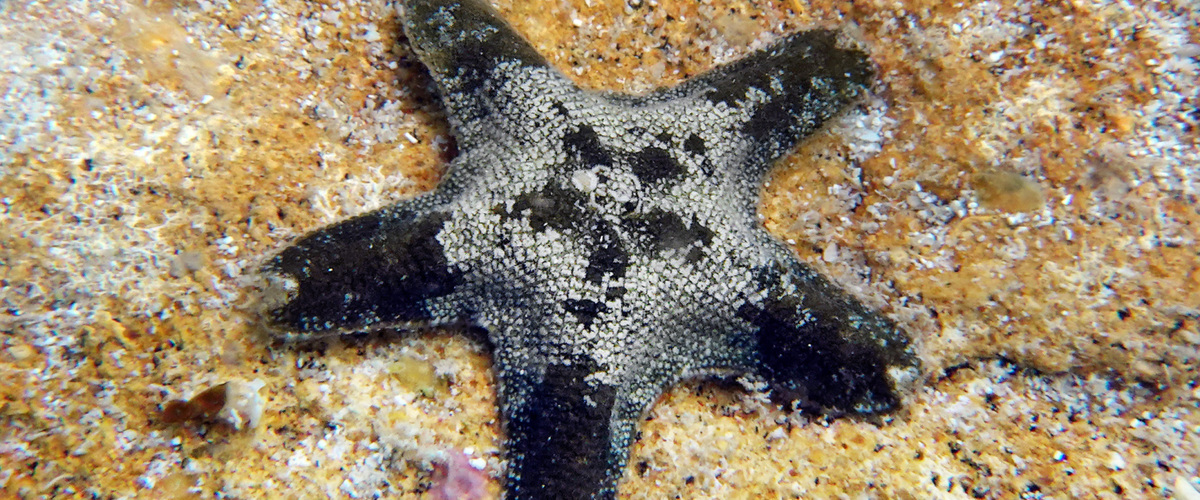Aquilonastra coronata thumbnail