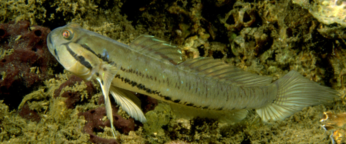 Arenigobius bifrenatus thumbnail