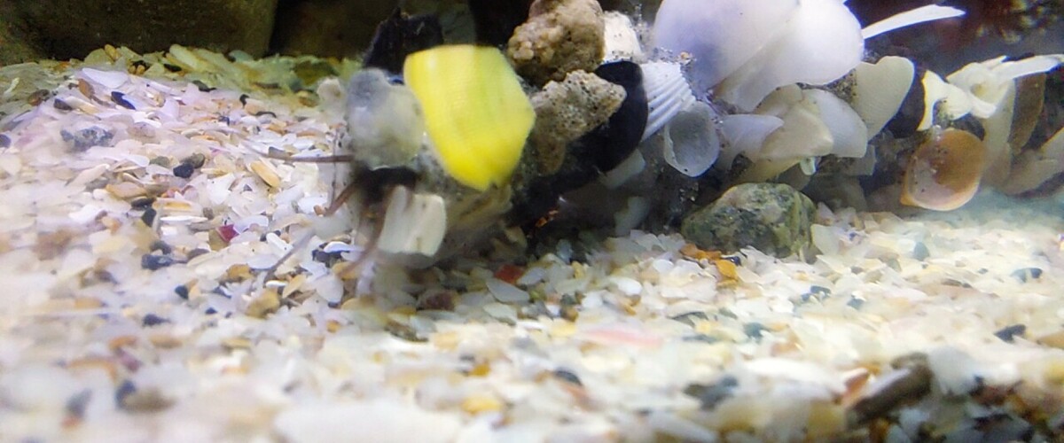 Diopatra cuprea thumbnail