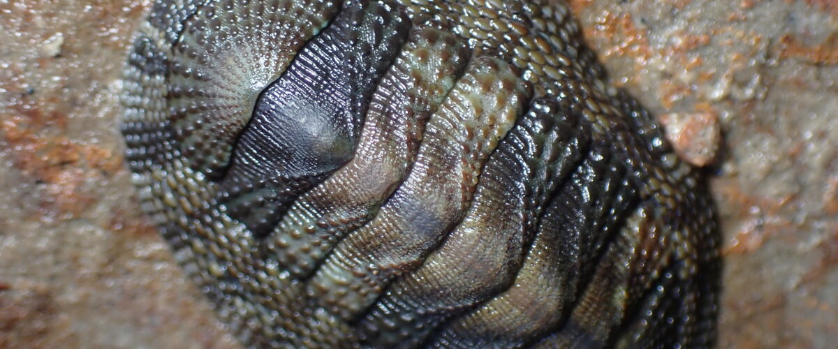 Sypharochiton pelliserpentis thumbnail