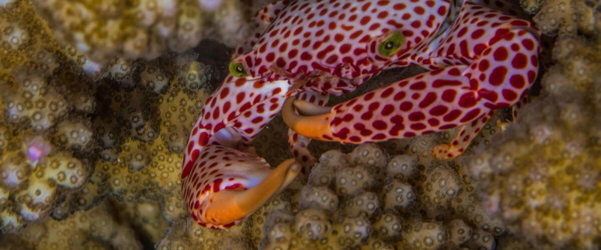 Trapezia rufopunctata thumbnail