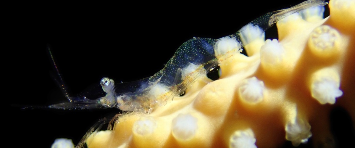 Mesopontonia verrucimanus thumbnail