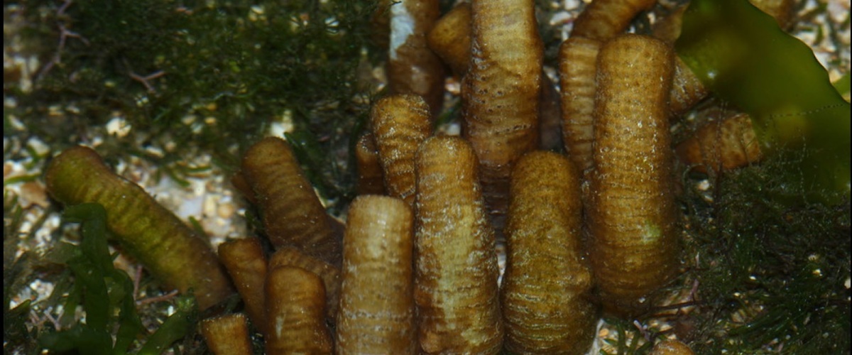 Isaurus maculatus thumbnail